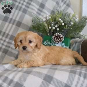 Simba, Cavalier King Charles Mix Puppy