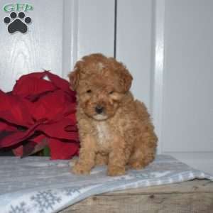 Simba, Toy Poodle Puppy