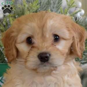 Simba, Cavalier King Charles Mix Puppy