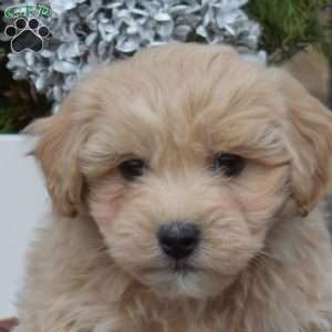 Simba, Maltipoo Puppy