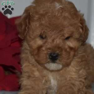 Simba, Toy Poodle Puppy