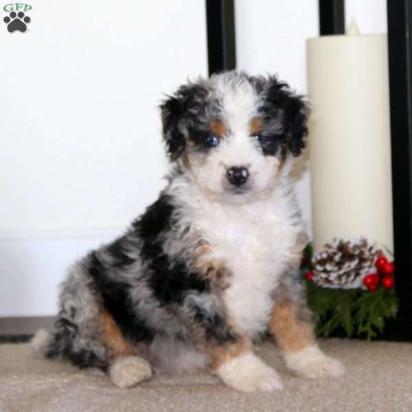 Simba, Mini Bernedoodle Puppy