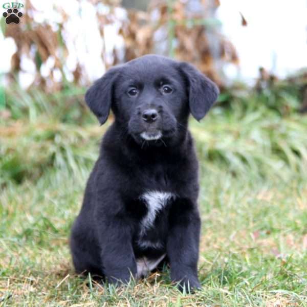 Simba, Golden Retriever Mix Puppy