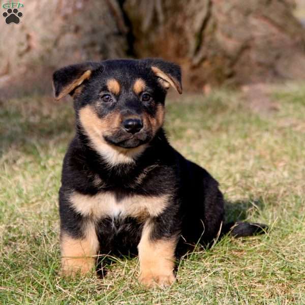 Simba, German Shepherd Mix Puppy