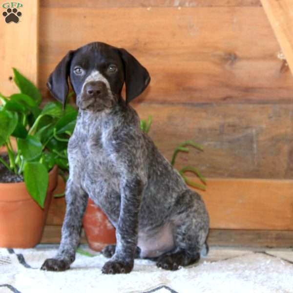 Simba, German Shorthaired Pointer Puppy