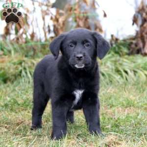 Simba, Golden Retriever Mix Puppy