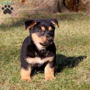 Simba, German Shepherd Mix Puppy