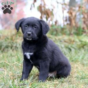 Simba, Golden Retriever Mix Puppy