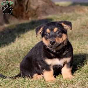 Simba, German Shepherd Mix Puppy