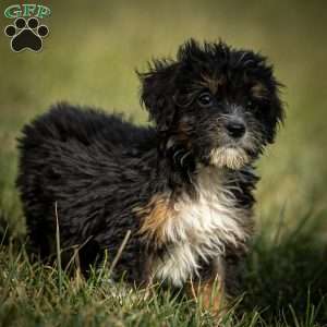 Simon, Mini Bernedoodle Puppy