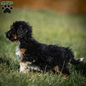 Simon, Mini Bernedoodle Puppy