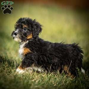 Simon, Mini Bernedoodle Puppy