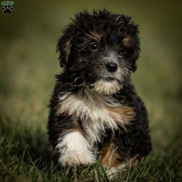 Simon, Mini Bernedoodle Puppy