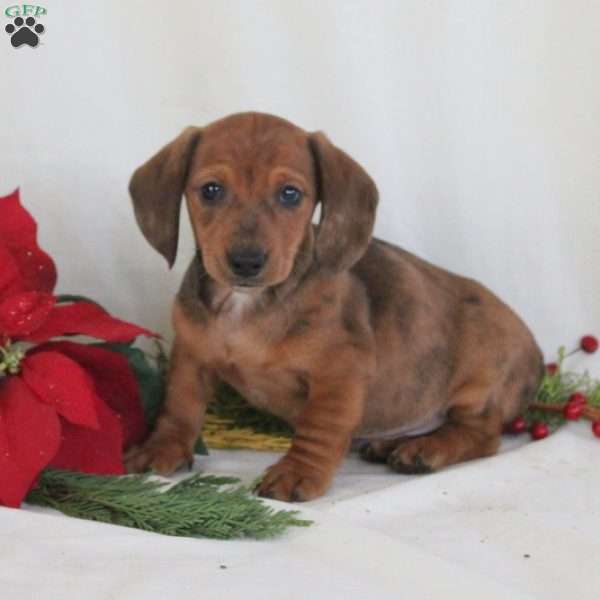 Simon, Dachshund Puppy