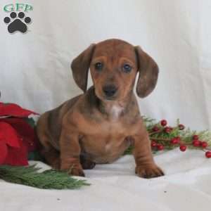 Simon, Dachshund Puppy