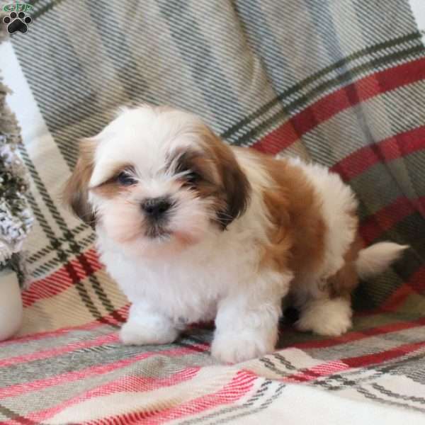 Sir, Shih Tzu Puppy