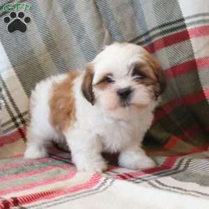 Sir, Shih Tzu Puppy