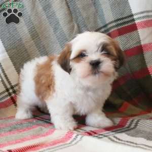 Sir, Shih Tzu Puppy