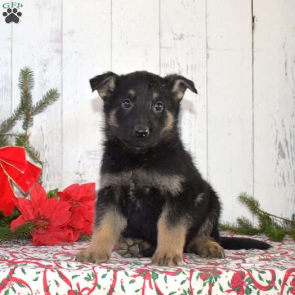 Sketch, German Shepherd Puppy