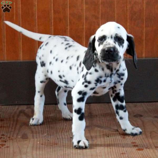 Sky, Dalmatian Puppy