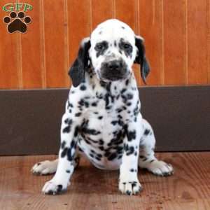 Sky, Dalmatian Puppy