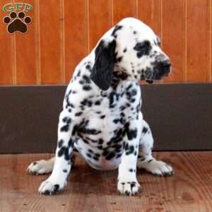 Sky, Dalmatian Puppy