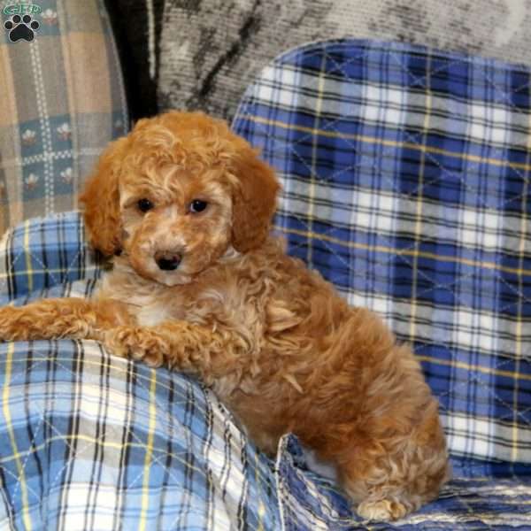 Skye, Cavapoo Puppy