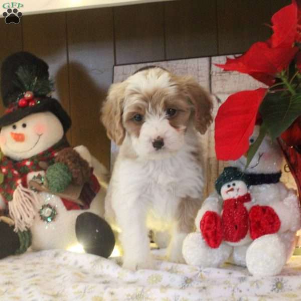 Skylar, Cavapoo Puppy