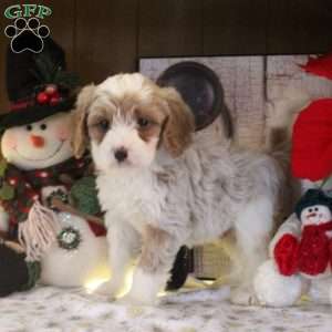 Skylar, Cavapoo Puppy