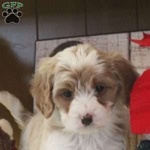 Skylar, Cavapoo Puppy