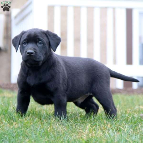 Skyler, Black Labrador Retriever Puppy