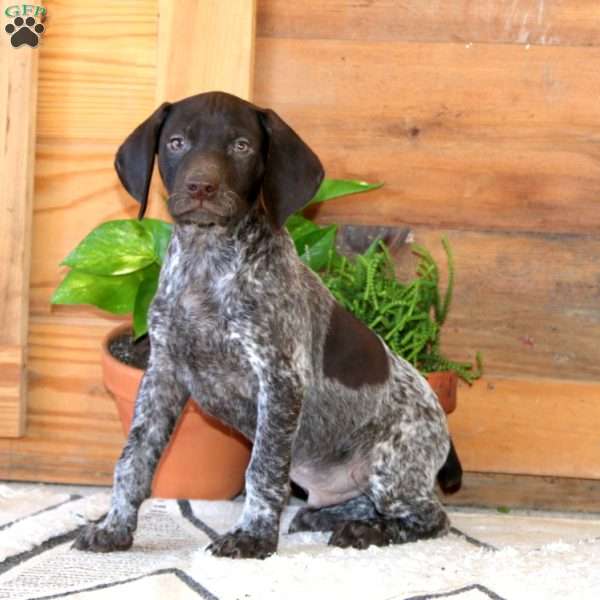 Skyler, German Shorthaired Pointer Puppy