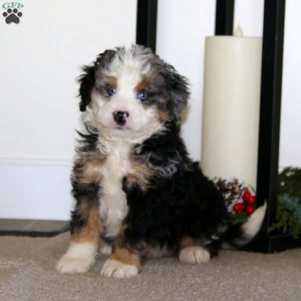 Skyler, Mini Bernedoodle Puppy