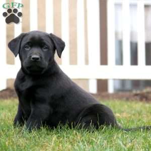 Skyler, Black Labrador Retriever Puppy