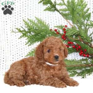 Skyler, Cavapoo Puppy