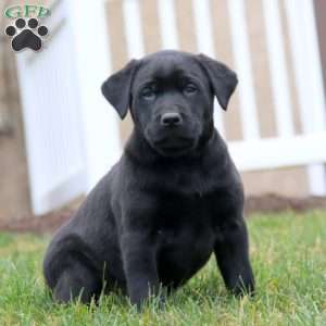 Skyler, Black Labrador Retriever Puppy