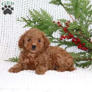 Skyler, Cavapoo Puppy