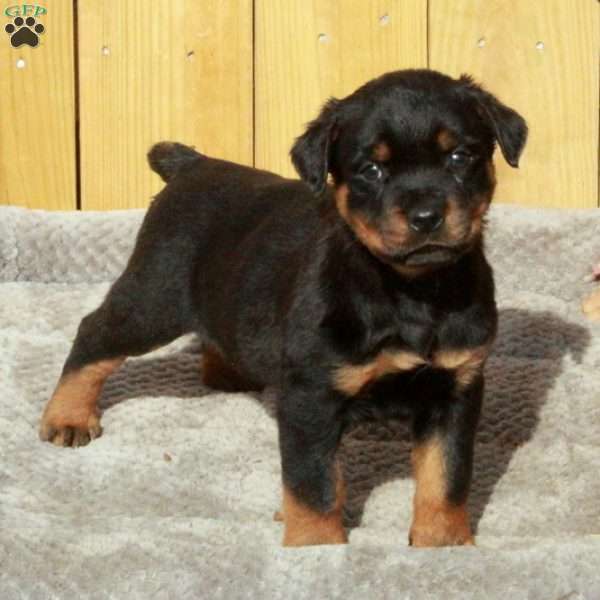 Smalls, Rottweiler Puppy