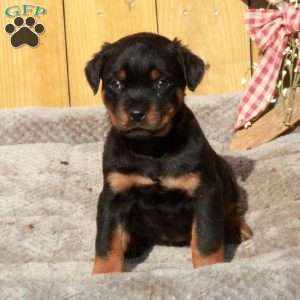 Smalls, Rottweiler Puppy