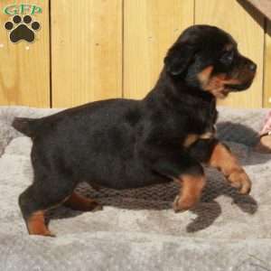 Smalls, Rottweiler Puppy