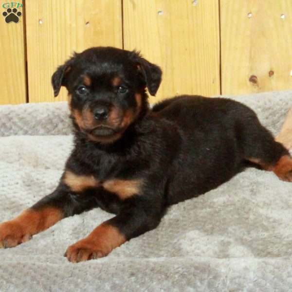 Smokey, Rottweiler Puppy