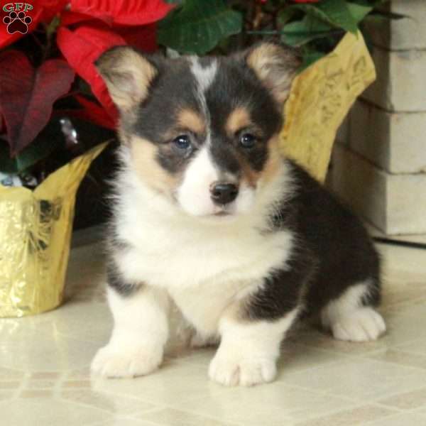 Smokey, Pembroke Welsh Corgi Puppy