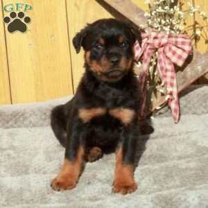 Smokey, Rottweiler Puppy