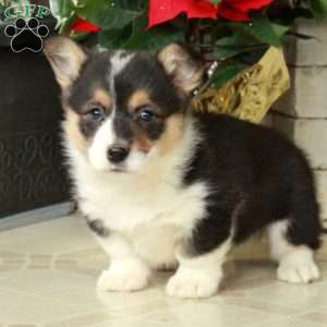 Smokey, Pembroke Welsh Corgi Puppy