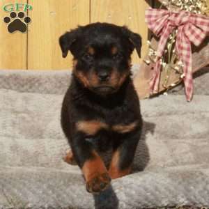 Smokey, Rottweiler Puppy