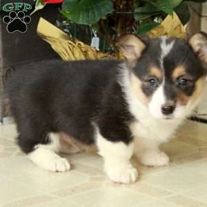 Smokey, Pembroke Welsh Corgi Puppy