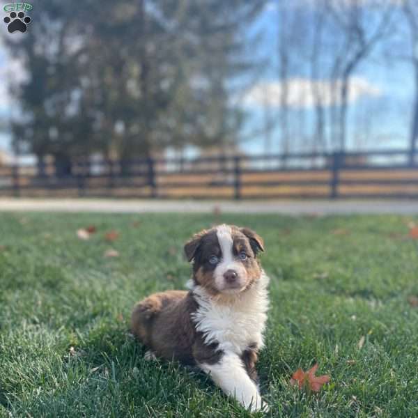 Jazzy, Australian Shepherd Puppy