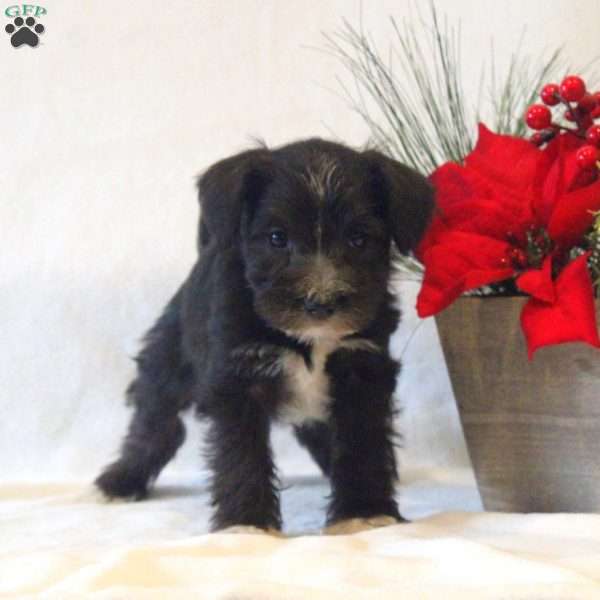 Sneakers, Miniature Schnauzer Puppy