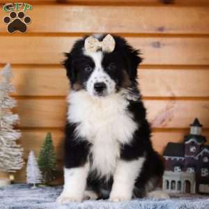 Snickerdoodle, Miniature Australian Shepherd Puppy