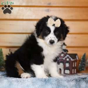 Snickerdoodle, Miniature Australian Shepherd Puppy